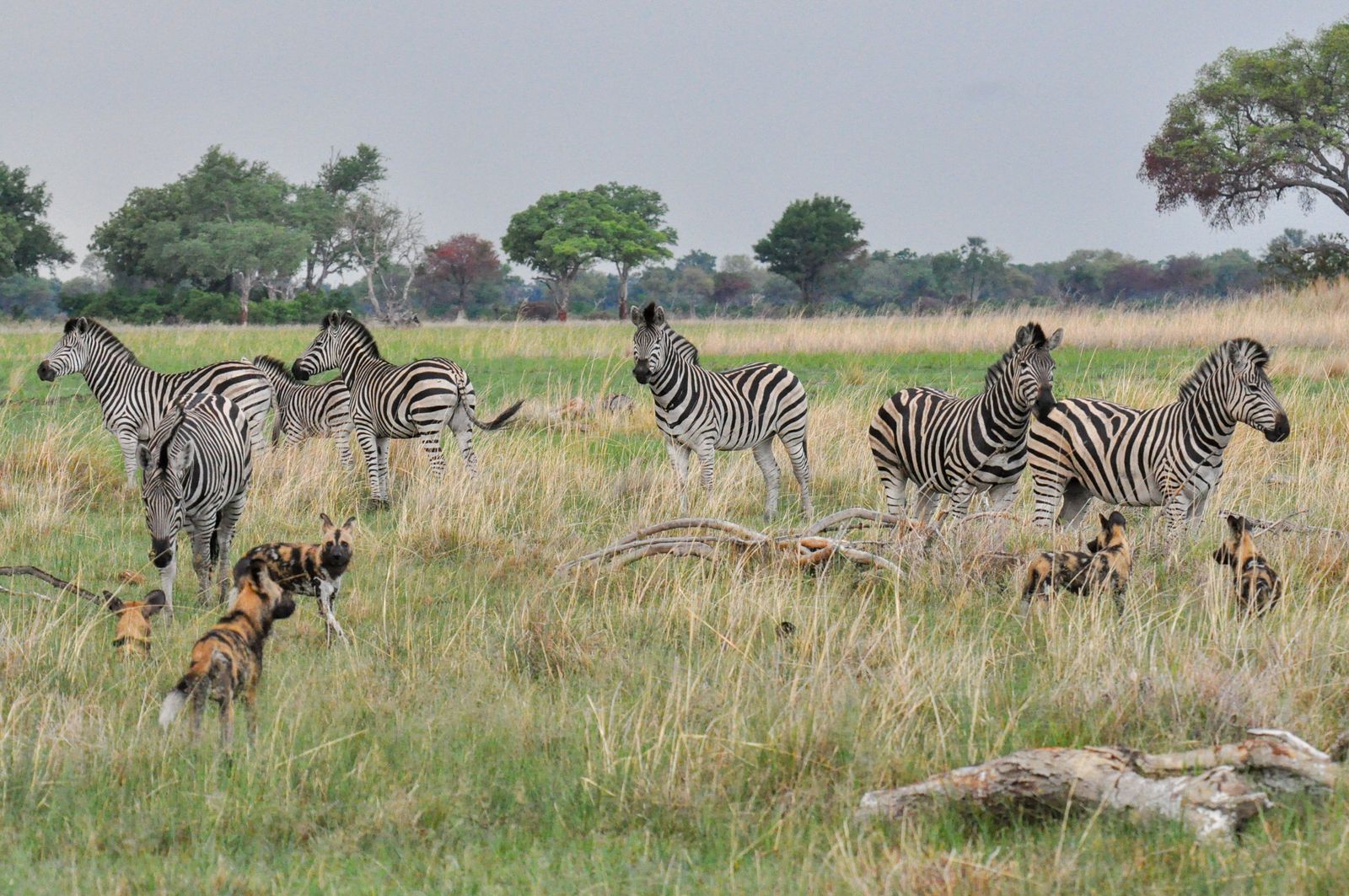 Botswana Wildlife Okavango Delta wilde hond zebra KS (2).jpg - Jambo Safari Club